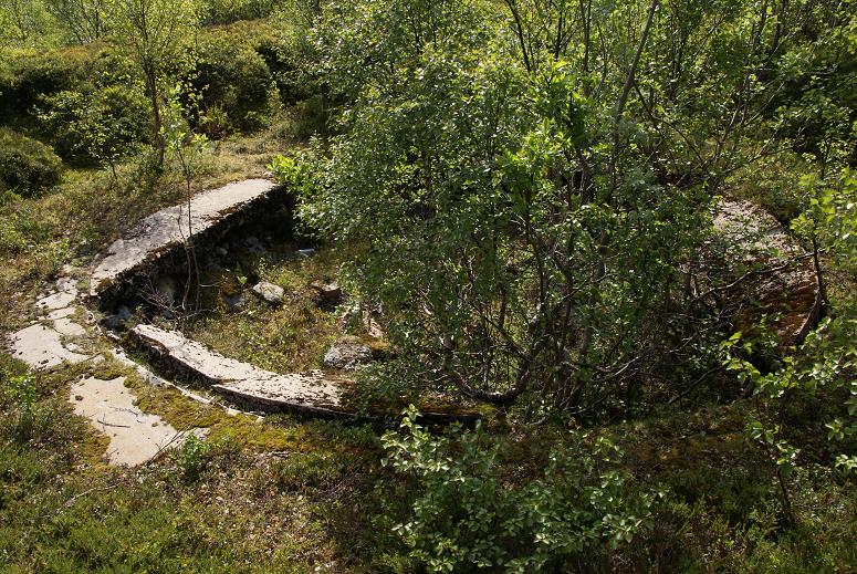 Det var veldig mye skog her