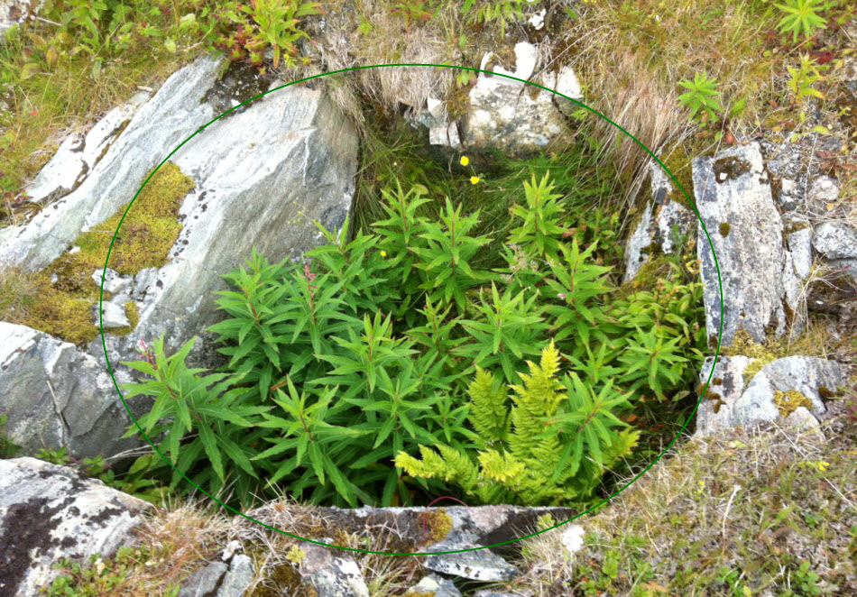 Melkøya enkeltmannsgrop - skytestilling.jpg