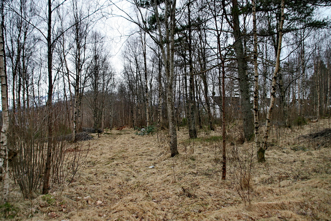 Veg vestover i Daaeskogen, trolig gått mellom noen av brakkene.