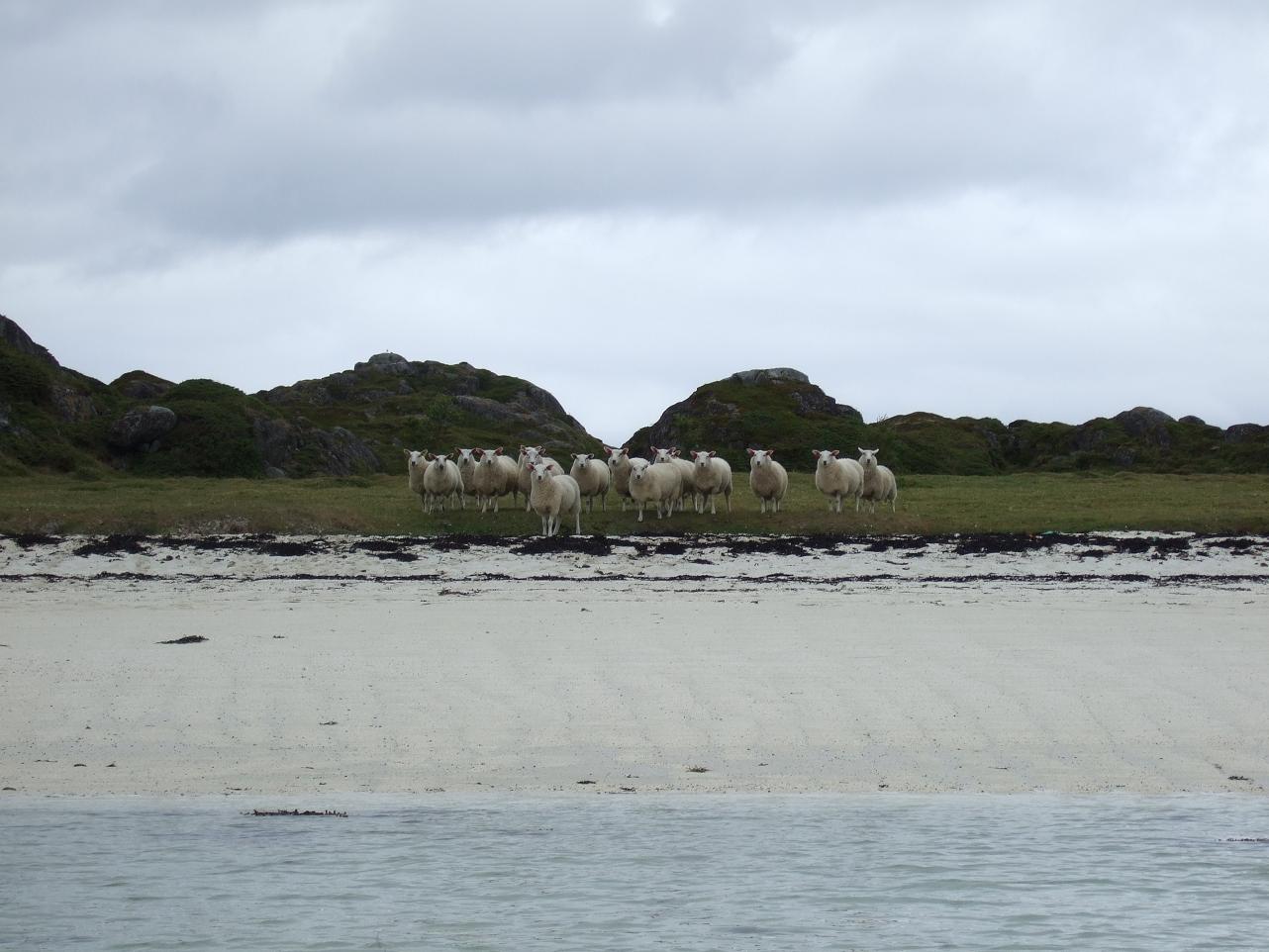 bjarkøy250808 103.JPG