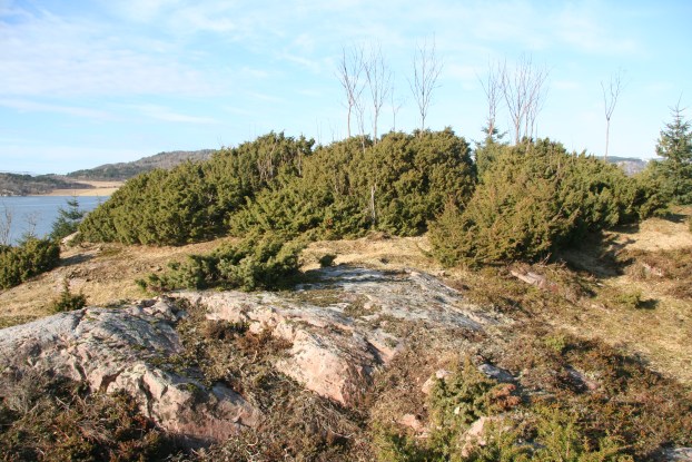 Osphaugen lyskasterstilling.jpg