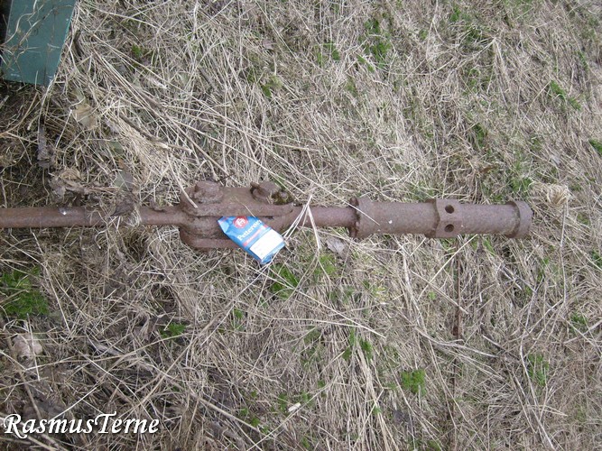 Stag.jpg