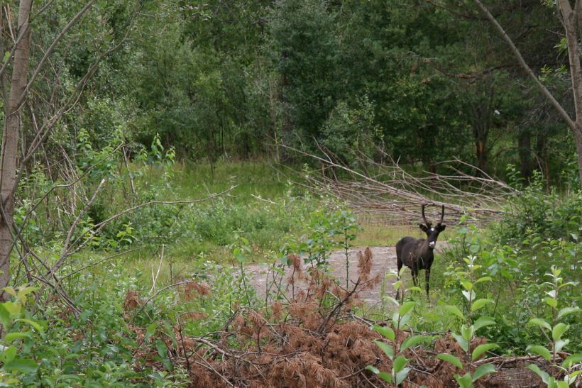 Følger med i buskene - skal han ikke forsvinne snart...?