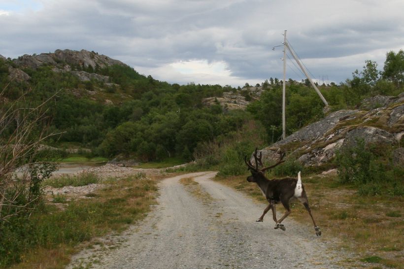 Rudolf i fullt firsprang etter å ha nesten løpt meg ned på vei ut fra fjellinngangen.