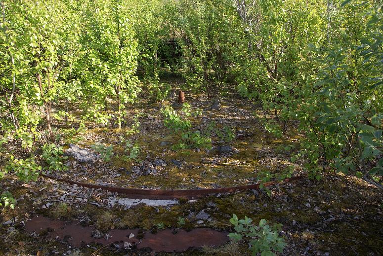 Skog med kanonstilling