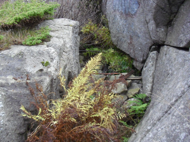 CIMG0336.JPG