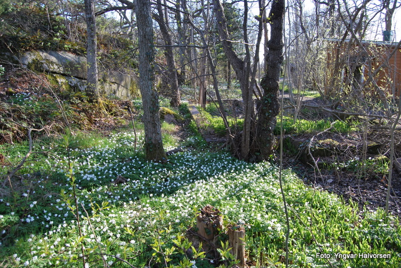 Vårblomster rund grunnmuren av en kasserne