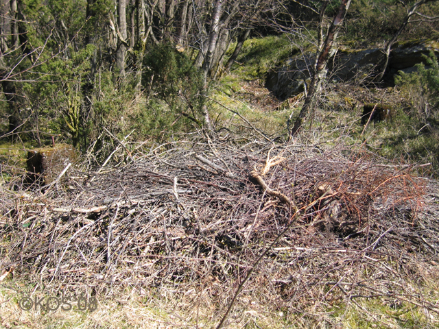 20080419_002_1.jpg