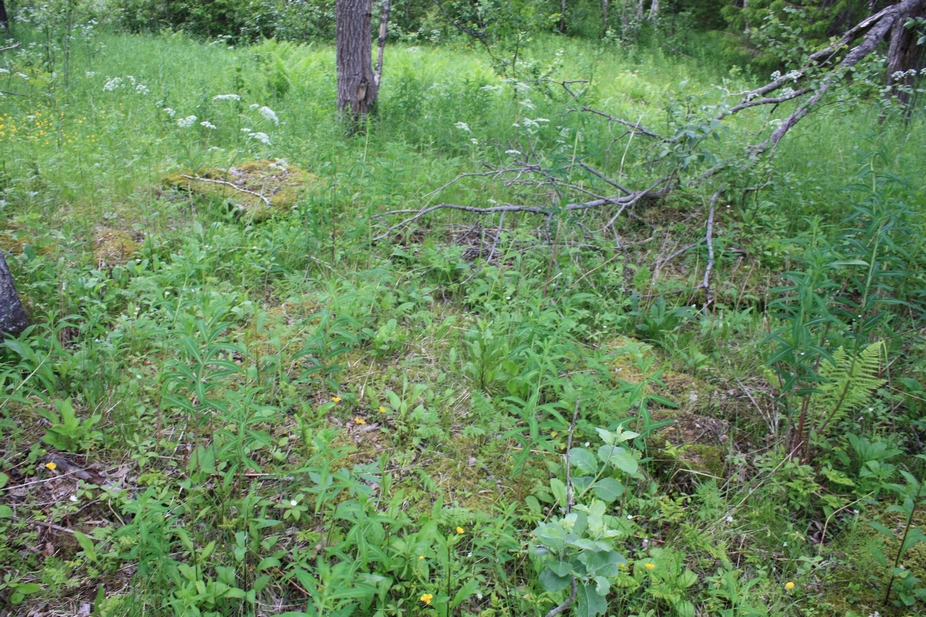 Nr 2 på kartet, en nedgravd bunker? Områdene med den gule mosen på er det betong under. Så ut som der var en åpning under firkanten oppe til venstre i bildet (&quot;sør-vest&quot; for treet)