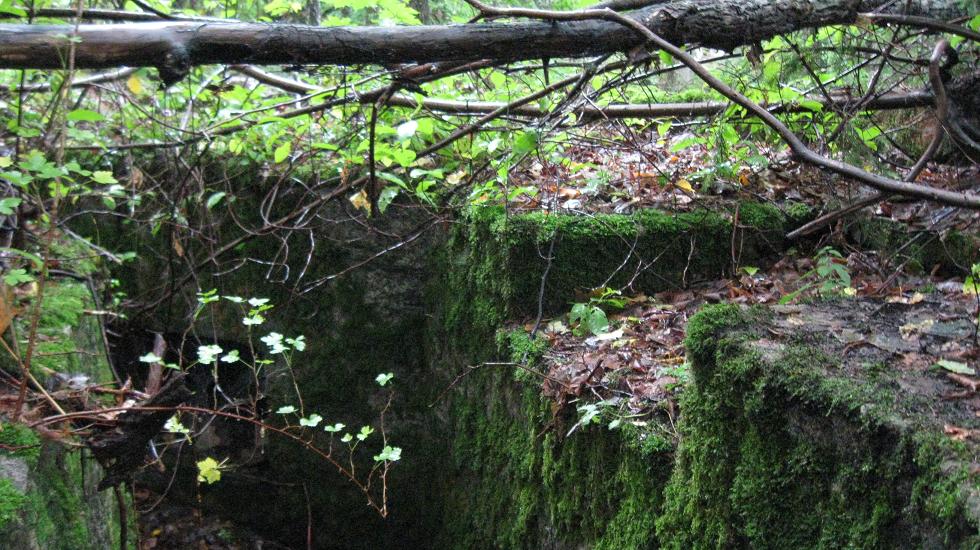 Sildebaugen (12).JPG