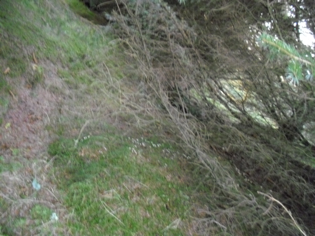 Her ligner syttergraven mest på en vanlig skog's sti...