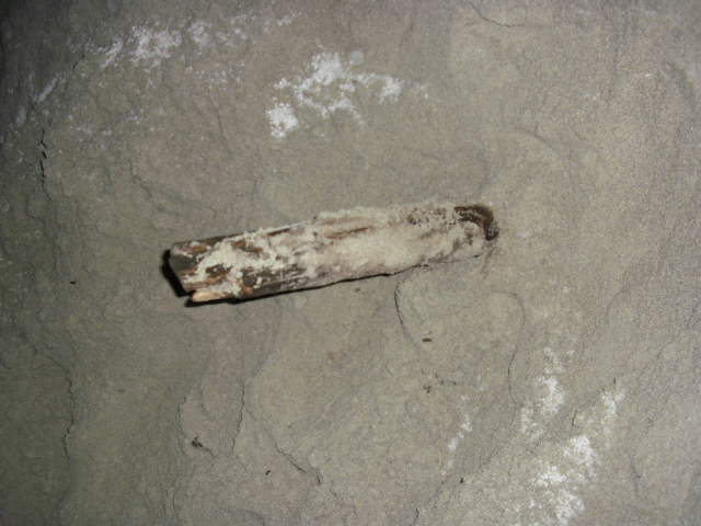 Stokken er blitt presset til liggende stilling av fallende sand.