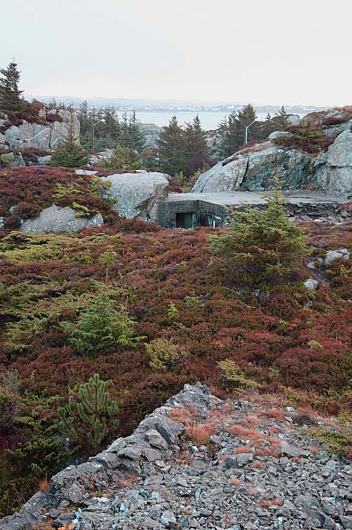 Mot øst. Tunnelinngang under brakebuskene til venstre mindt på bildet.JPG