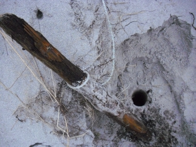 Drog opp stokken for å studere den .<br />Var ikke spiss i enden denne.