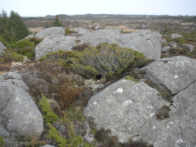 Bildet er tatt før eg gikk løs på brake og lyng.