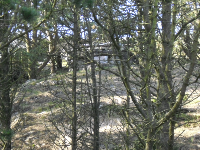 MG-stillingen i skogen ,sett forfra .<br />Det er et lite stykke nedenfor denne <br />piggtråden ligger.