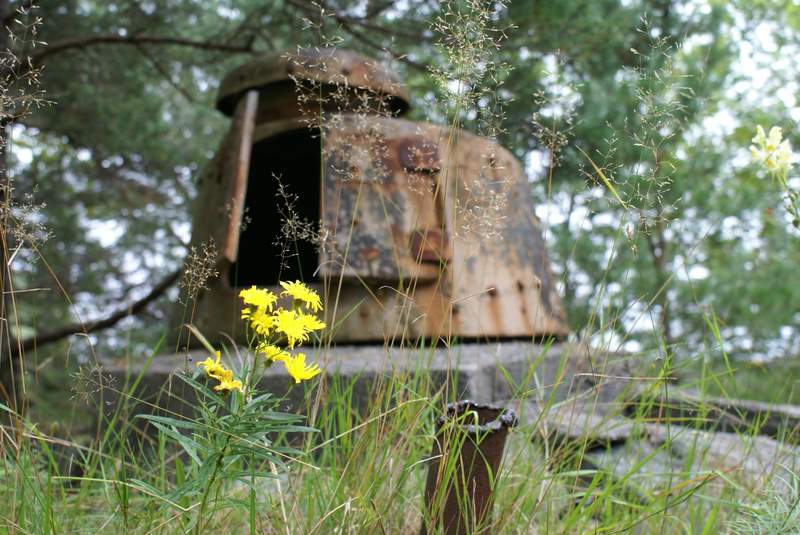 Fremdeles noen fine sommerblomster på Sørlandet