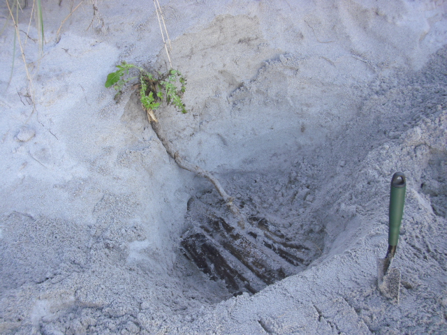 Den kraftige rota til løvetannen må vel bety av sand haugen var lavere da plankene ble plassert her ?