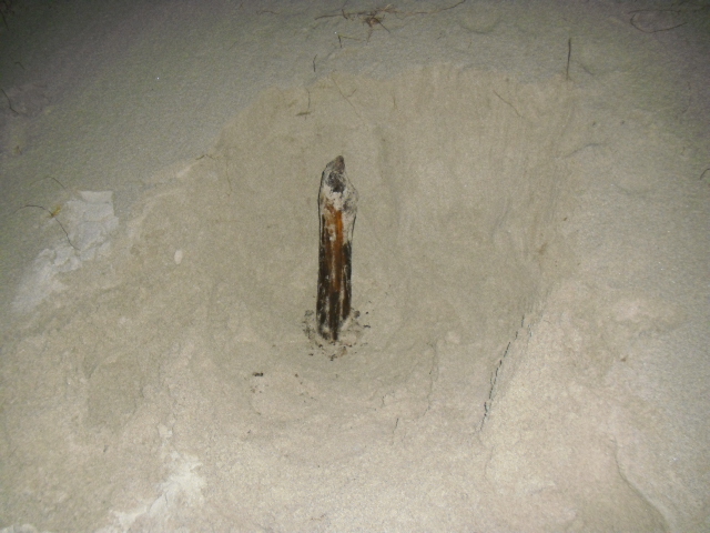 Det var bare en liten del av stokken som var synlig før eg gravde frem resten av den. Denne stokken var bare 50cm lang (knekt).