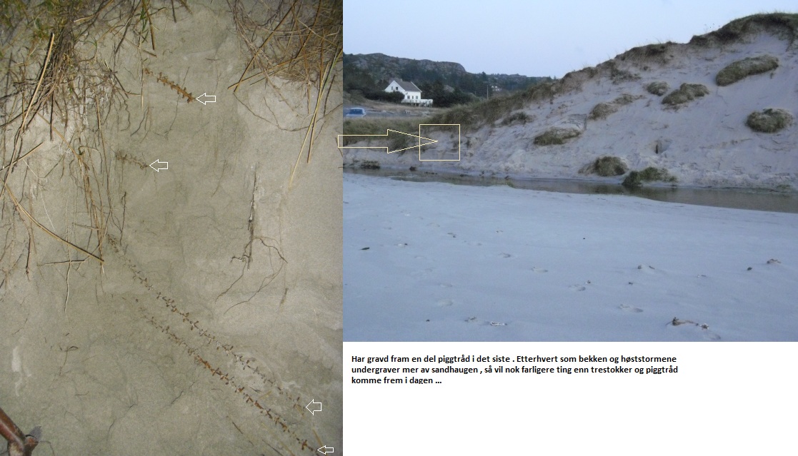 piggtråder ,sandvesanden.jpg