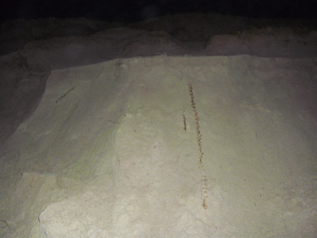 Dette bildet er tatt på onsdag i forrige uke og viser piggrtåden som ledet meg til trestokken ,etter litt forsiktig graving.