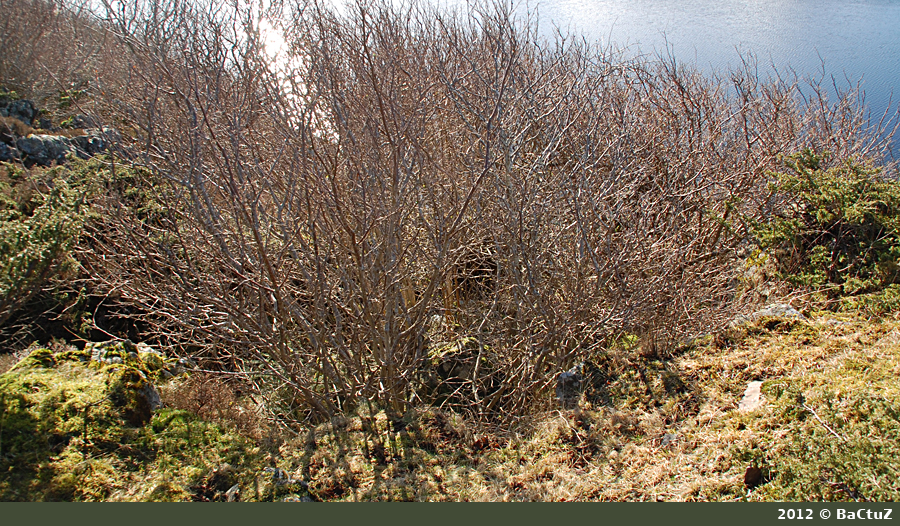 Daske busk? - Oh yeah!