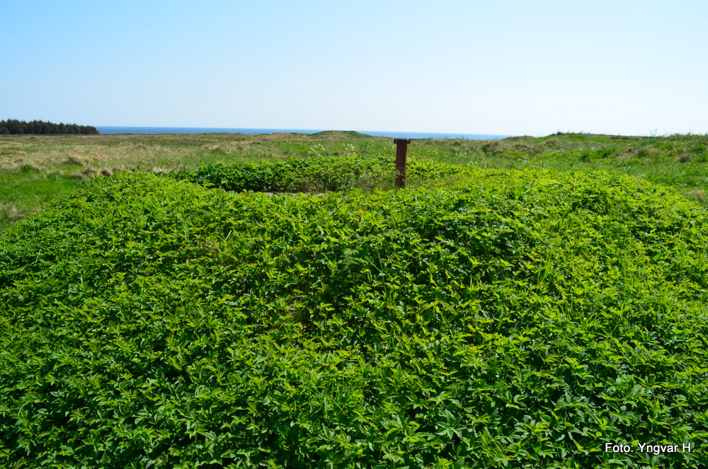 11-DSC_0166.JPG