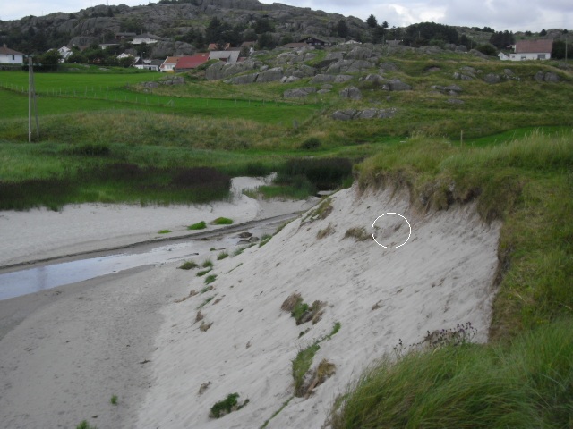 Har funnet rester av et gjerde her tidligere . Gjerdet går nok gjennom haugen .
