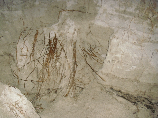 CIMG5338.JPG