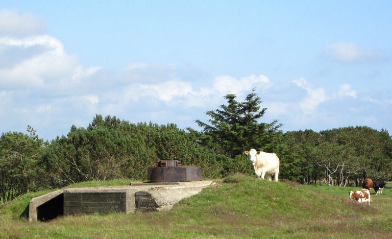 Image1.jpg