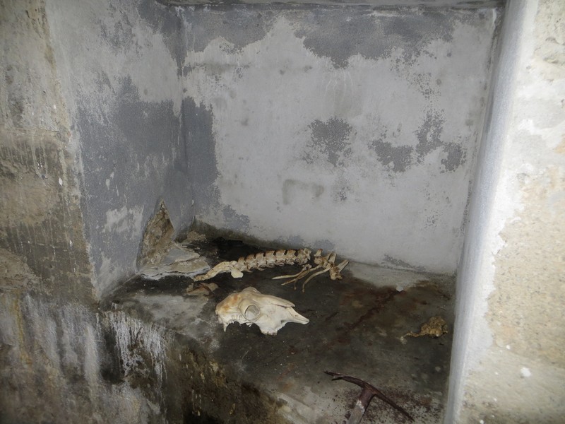Bunkerne er et yndet tilholdssted for sauer på sommeren, og her har en funnet sitt siste hvilested.