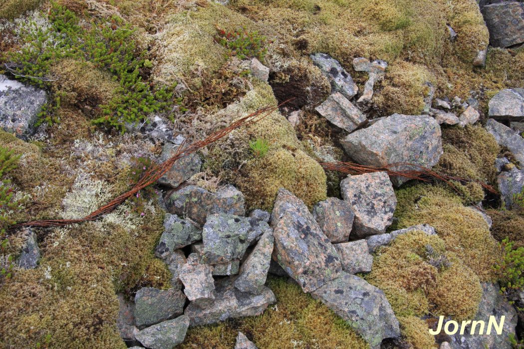 Kabel mellom bunker og Flak nord.jpg