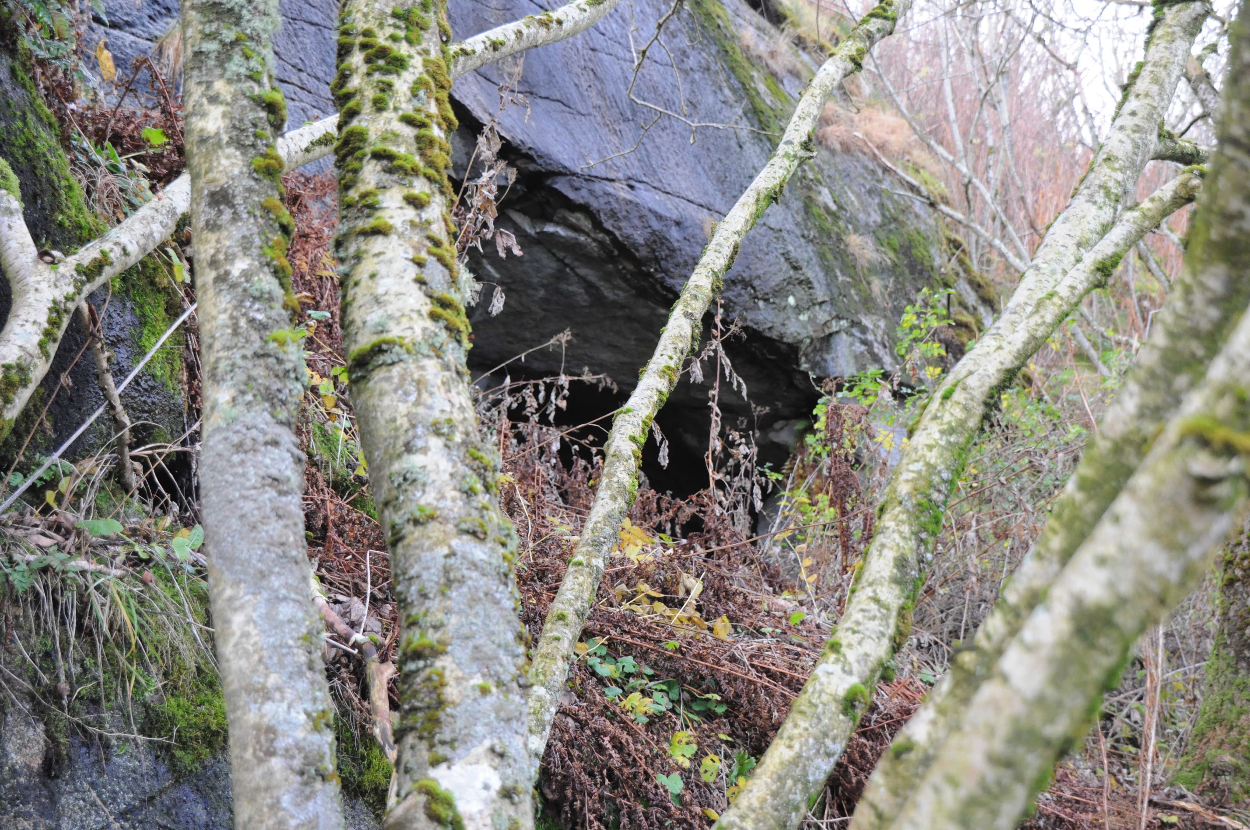 Østlig hule litt høyere i terrenget