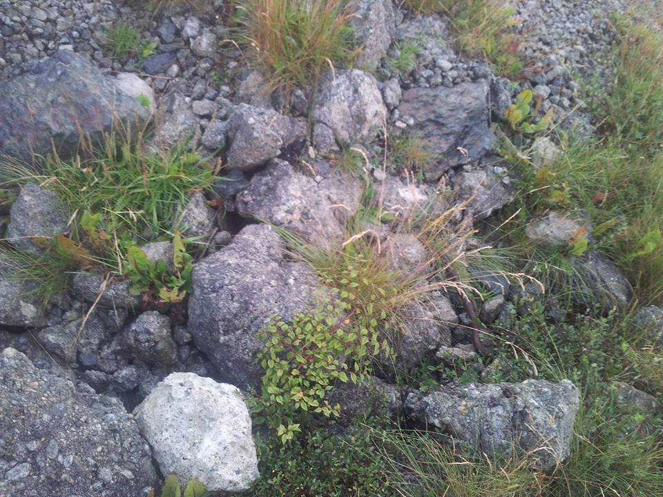 558872_10200932410103028_282929914_n.jpg
