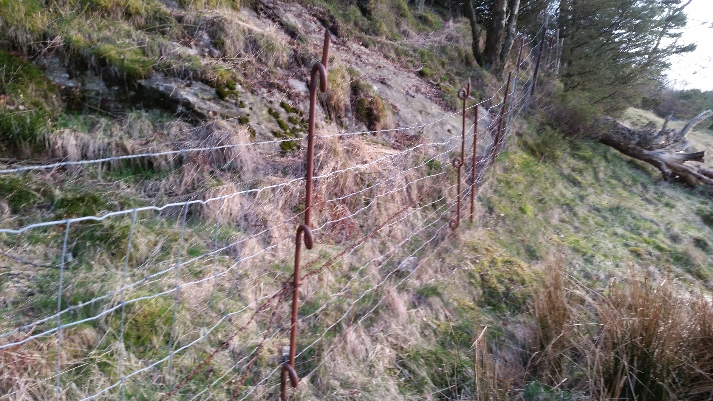 Originale tyske piggtrådgjerder blir fortsatt brukt av bonden her