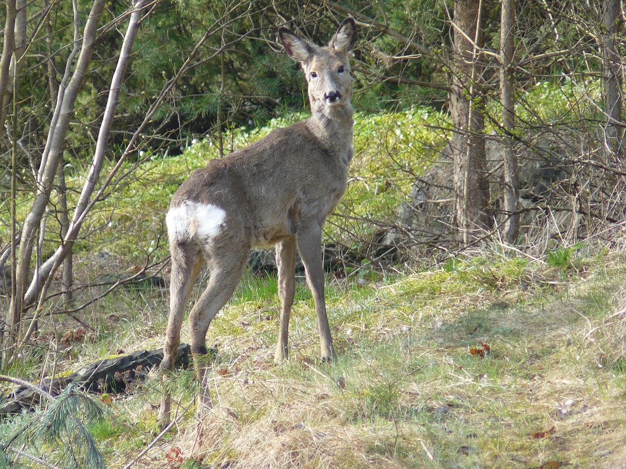 Møtte også på en &amp;quot;streifvakt&amp;quot; der ute. :) <br /><br />Var ikke mer enn 10 meter fra den, og fikk tatt noen fine bilder