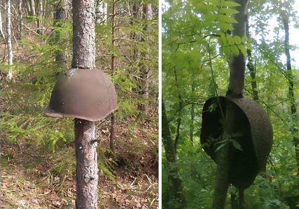 ww2-weapons-helmets-stuck-in-trees-1.jpg