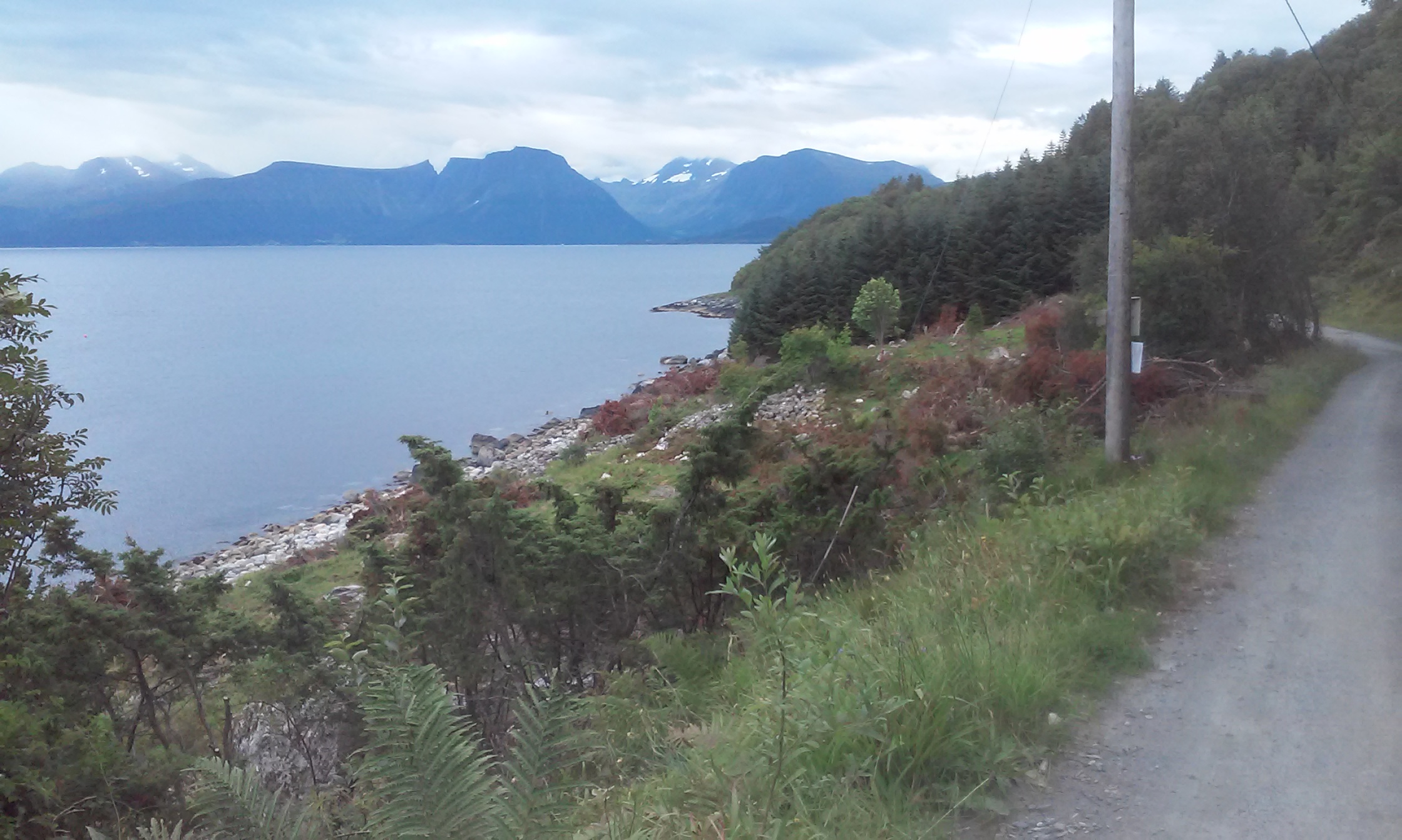 Skogrydding ved russerleiren. Omtrent all skog og kratt er fjernet her i området. Bra tiltak!