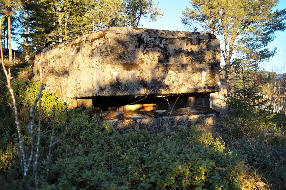 Skogstien5.jpg