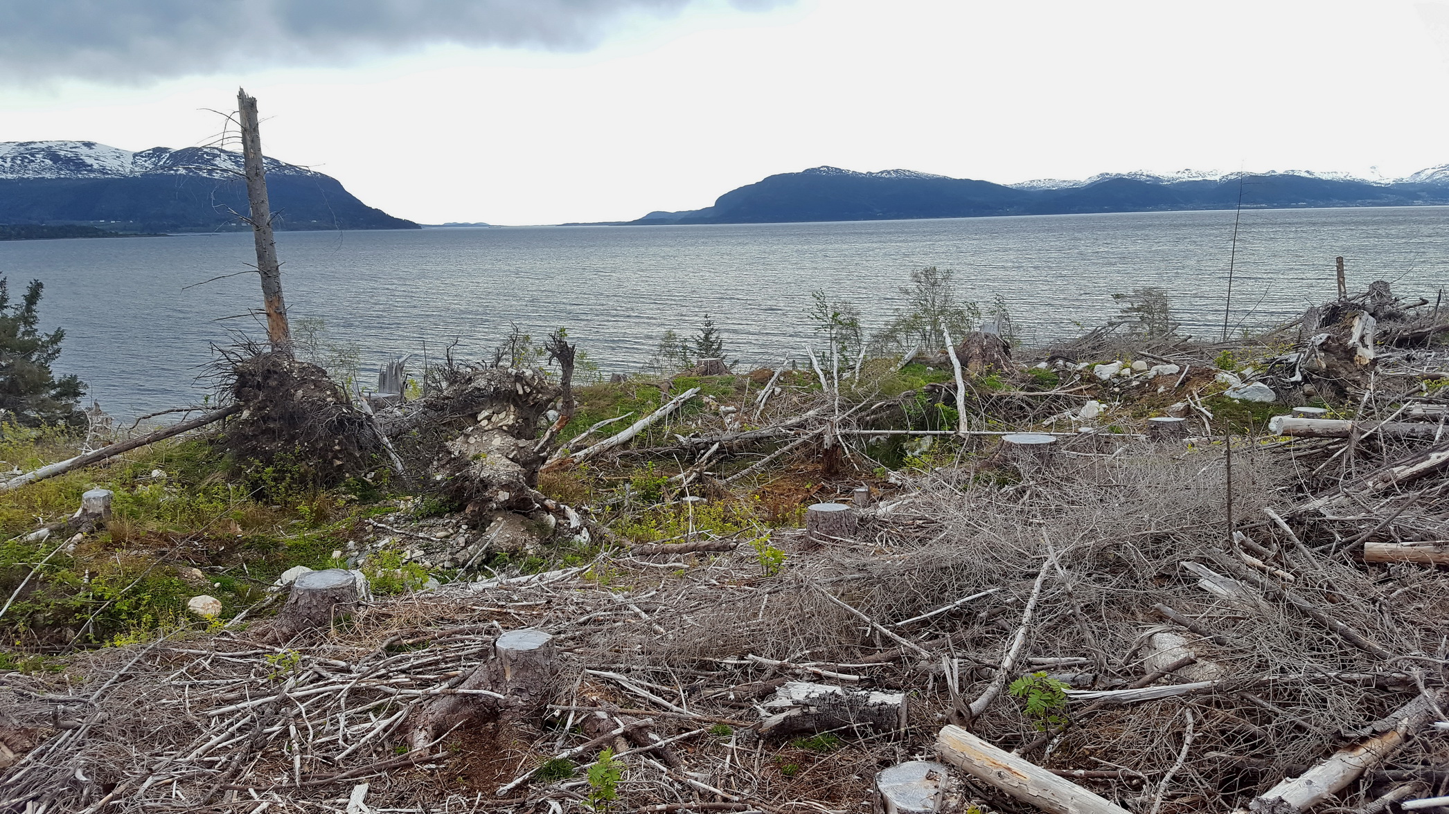 Enda en av stillingene. Ettersom disse sto tomme fra Oktober 1942, og med naturens krefter og avskoging i senere år, så har disse fått gjennomgå kraftig.