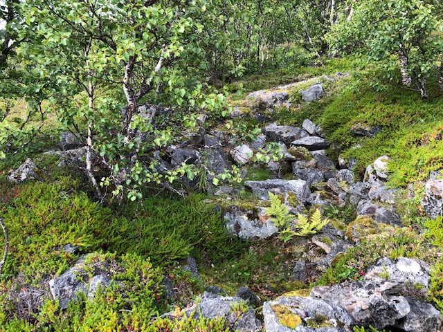 Måshågen.jpg