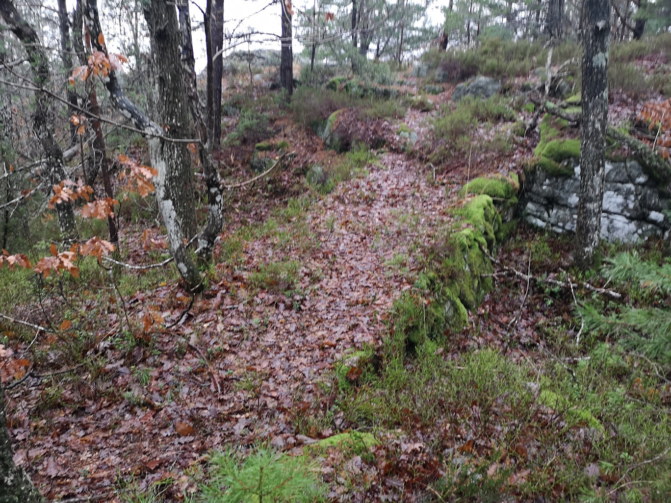 "Grønn" vei