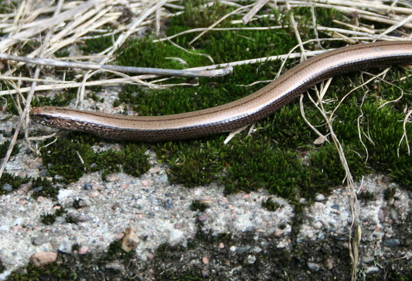 Stålorm